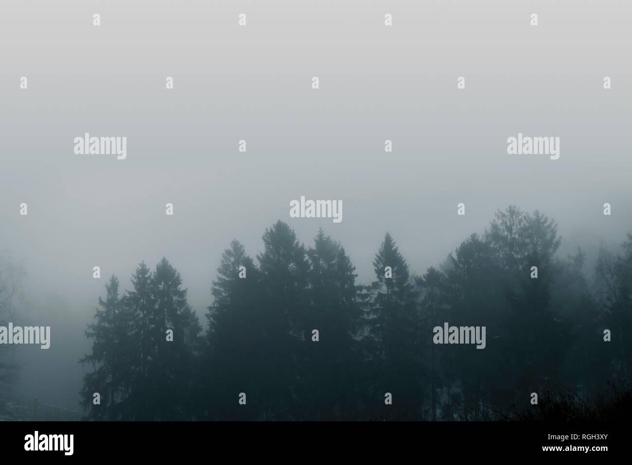 Misty forest scenery with pine treetops covered with fog in a moody ...
