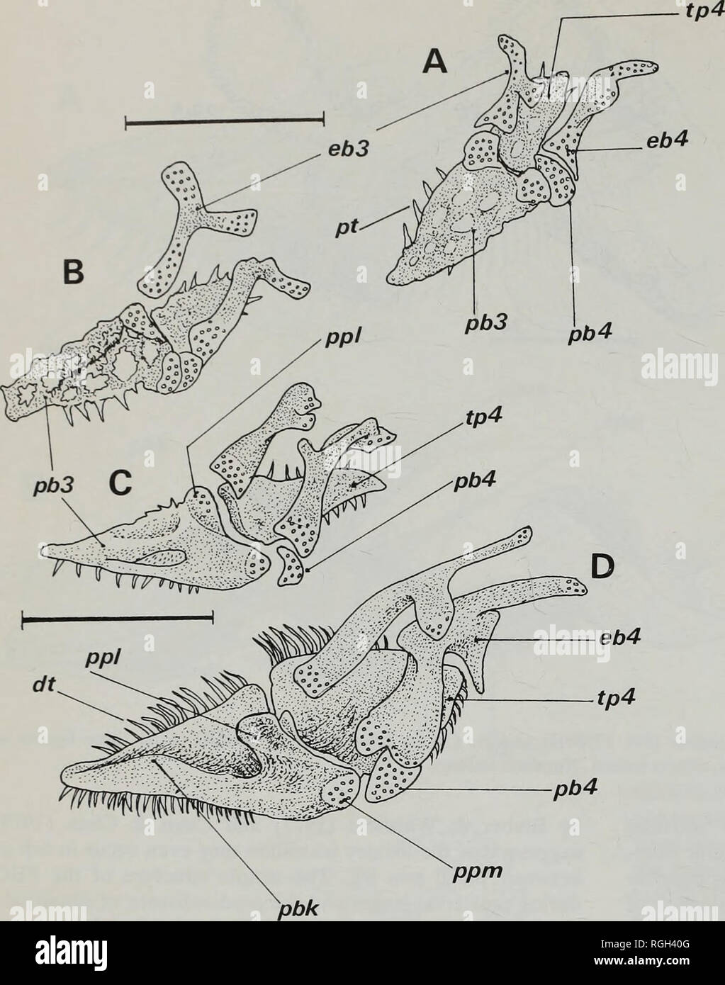 . Bulletin of the British Museum (Natural History) Zoology. 122 IAN HARRISON &amp; GORDON HOWES. Fig. 9 Developmental series of right pharyngo- branchials and 3rd and 4th epibranchials in A, Liza ramada of 12.5 mm SL (PA 17986R), B-D, Liza saliens of 14, 18 (PA17986R) and 36 mm SL (PA281086R). A and B in dorsal, C and D in dorsolateral views. Scales = 1 mm.. Please note that these images are extracted from scanned page images that may have been digitally enhanced for readability - coloration and appearance of these illustrations may not perfectly resemble the original work.. Farn, Alexander E. Stock Photo