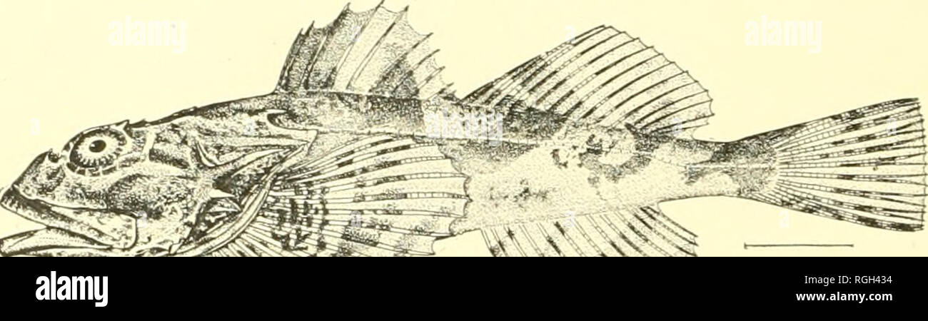 . Bulletin of the Bureau of Fisheries. Fisheries; Fish culture. 310 BULLETIN OF THE BUKEAU OF FISHERIES. 132. Myoxocephalus polyacanthocephalus (Pallas). Great Sculjriji. The collection contains 25 specimens, from 1.75 to 13 inches long; collected in 1903, at the following places: Marrowstone Point; Cleveland Passage; stations 4270 and 4272, Litnik Bay; Karluk; Admiralty Head; Metlakatla; Funter Hay; Point Ellis; Port Alexander; Snug Harbor, and Yakutat. The species was seen also at Dundas, Pablof, Sitkoh, and Uyak bays. These specimens show that there is considerable variatiim in the relative Stock Photo