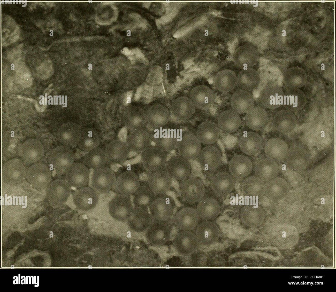 Bulletin Of The Bureau Of Fisheries Fisheries Fish Culture Kig 3 One Half Of I Nnia Slifll Iicst Shnwini Live Eggs In Scj Nuiit Itu Fig 4 Kggs X2 In Late Segmentation Photographed Alive In Water