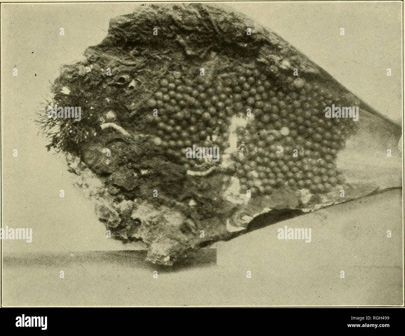 Bulletin Of The Bureau Of Fisheries Fisheries Fish Culture Bul U S B F 1908 Platr Cviii Kig 3 One Half Of I Nnia Slifll Iicst Shnwini Live Eggs In Scj Nuiit Itu Please Note That