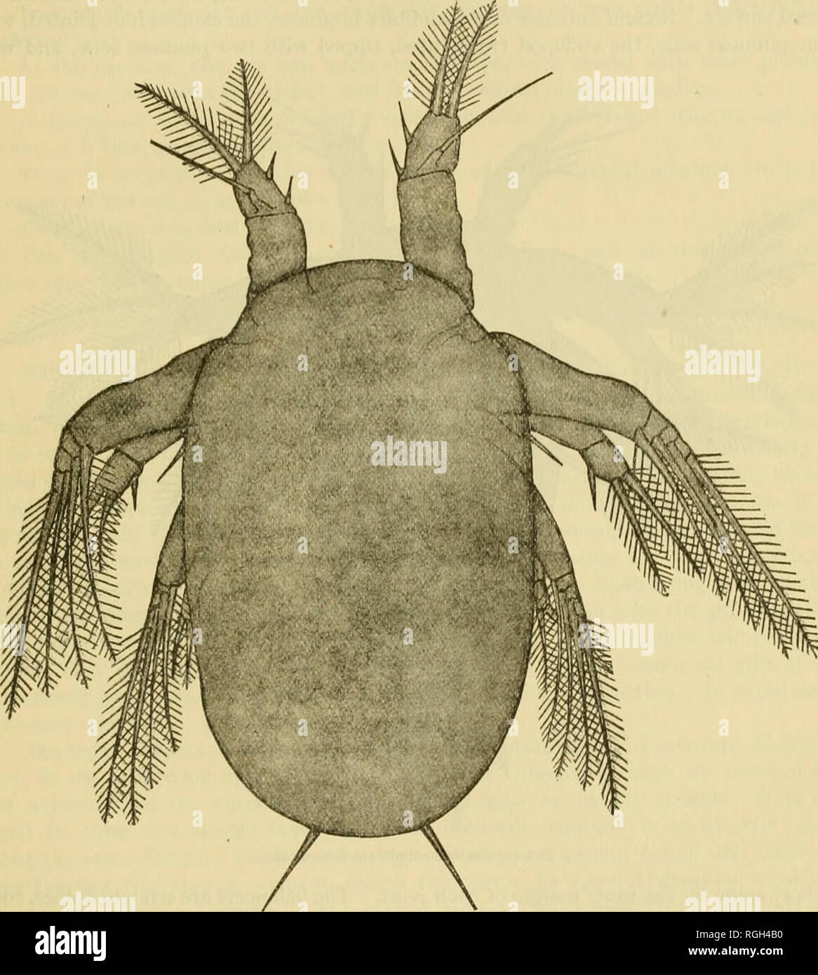 Bluegill egg hi-res stock photography and images - Alamy