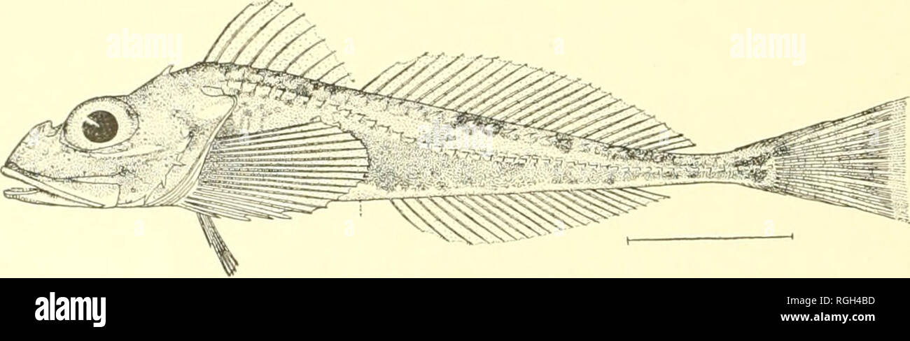 . Bulletin of the Bureau of Fisheries. Fisheries; Fish culture. Fig. ol.—Rastrinus scutiger (Bean). 110. Icelus bicomis iReinhardt). Two specimens from station 4281, one from 4285, one from 4286 (all in Chignik Bay), and one from 4278 (Alitak Bay). These range from 1.75 to 3.2 inches long. Also recorded from many stations in Bristol Bay (Gilbert 1895). This species is easily distinguished by the 2 pairs of spines on occiput, but the specimens we have vary as tcj the ninnber of dorsal spines, there being 8 or 9, and the rays vary from 17 to 20.. FiG. 52.—Icolus spiniger Gill&gt;ert. 111. Icelus Stock Photo