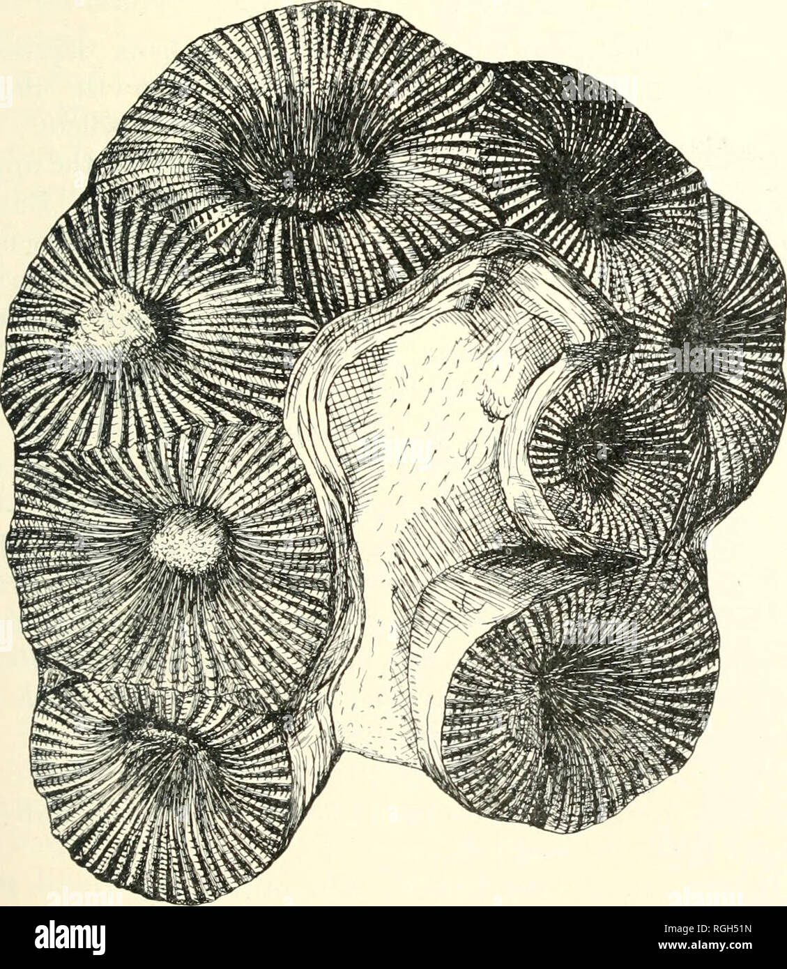Heliophyllum High Resolution Stock Photography And Images Alamy Heliophyllum High Resolution Stock Photography And Images Alamy