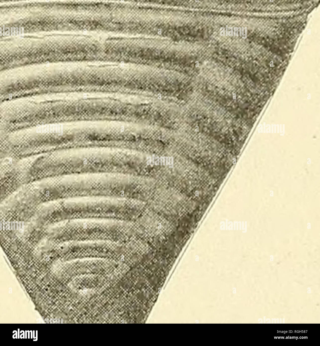 . Bulletin of the Buffalo Society of Natural Sciences. Natural history; Science. NEW YORK STATE MUSEUM ium ending acutely, faintly trilobate, and strongly ringed both on the axial and lateral portions; granulose surface. IfeiS***2. Fig. 153 Homalonotus delphinocephalus, % natural size Found rarely in the lower Rochester shale at Niagara, but com- mon in the upper shales. Also found at Lockport and elsewhere (Hall). Genus illaenus Dalman [Ety.: IXXabu), to squint] (1828. Ueber die Palaeaden, p. 51) Cephalon and pygidium of about the same size, large and convex, smooth, semicircular in outline,  Stock Photo