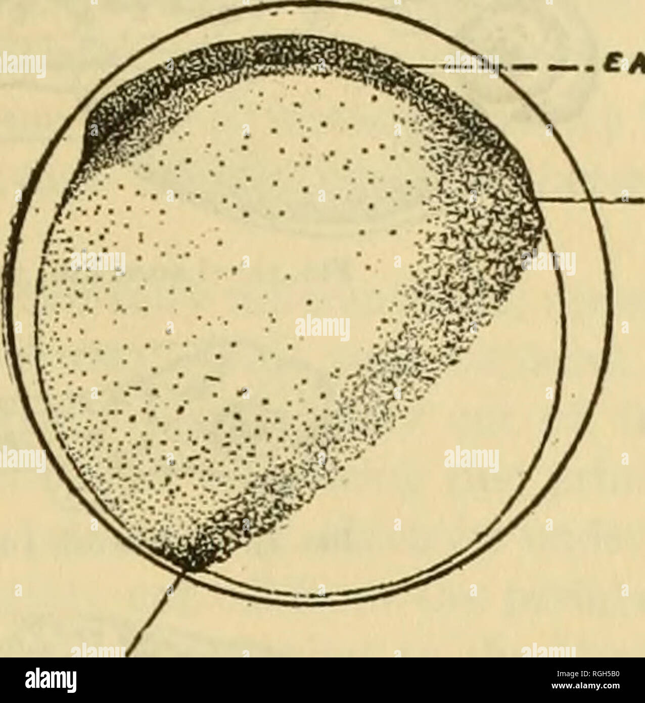 . Bulletin of the Bureau of Fisheries. Fisheries; Fish culture. Fig. 7.—Egg showing advanced stage in differentiation of embryonic axis. EA.embryonicaxis; EES, extra-embryonic area of embryonic shield; GR, genn ring; PP, posterior pole of blastoderm. SET-N. «^. -^P Fig. 8.—Same as figure 7. lateral view.. Please note that these images are extracted from scanned page images that may have been digitally enhanced for readability - coloration and appearance of these illustrations may not perfectly resemble the original work.. United States. Bureau of Fisheries. Washington, D. C. : Govt. Print. Off Stock Photo