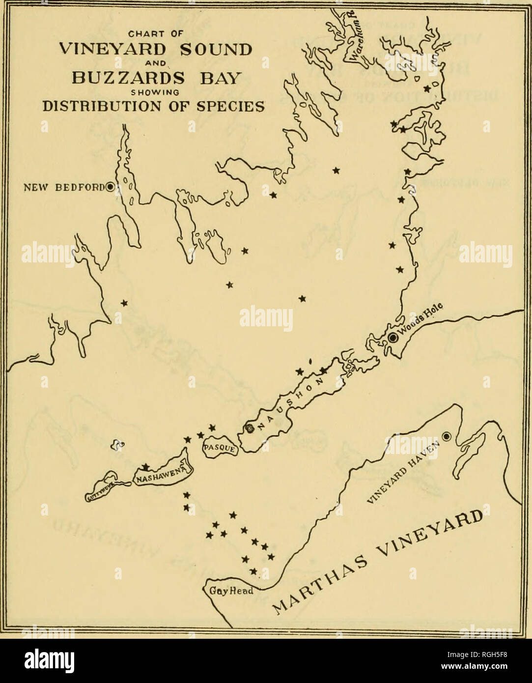. Bulletin of the Bureau of Fisheries. Fisheries; Fish culture. BIOLOGICAL, SURVEY OF WOODS HOLE AND VICINITY. 223. Chart 5.—Polymorphina lactea.. Please note that these images are extracted from scanned page images that may have been digitally enhanced for readability - coloration and appearance of these illustrations may not perfectly resemble the original work.. United States. Bureau of Fisheries. Washington, D. C. : Govt. Print. Off. Stock Photo