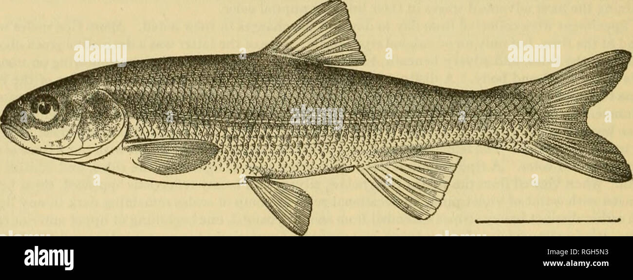 . Bulletin of the Bureau of Fisheries. Fisheries; Fish culture. 56 BULLETIN OF THE BUREAU OF FISHERIES. yellowish stripe, and below which the sides are covered with spots more or less definitely arranged in stripes.&quot; During the nuptial migration of Catostomus, before noted, large numbers of this species followed the female suckers, feeding on the eggs. Many eggs were found in the stomachs of the minnows. Neither male nor female spawning suckers objected to the presence of the minnows, the latter swarming about and at times darting over and under them. Many examples were caught with hook a Stock Photo