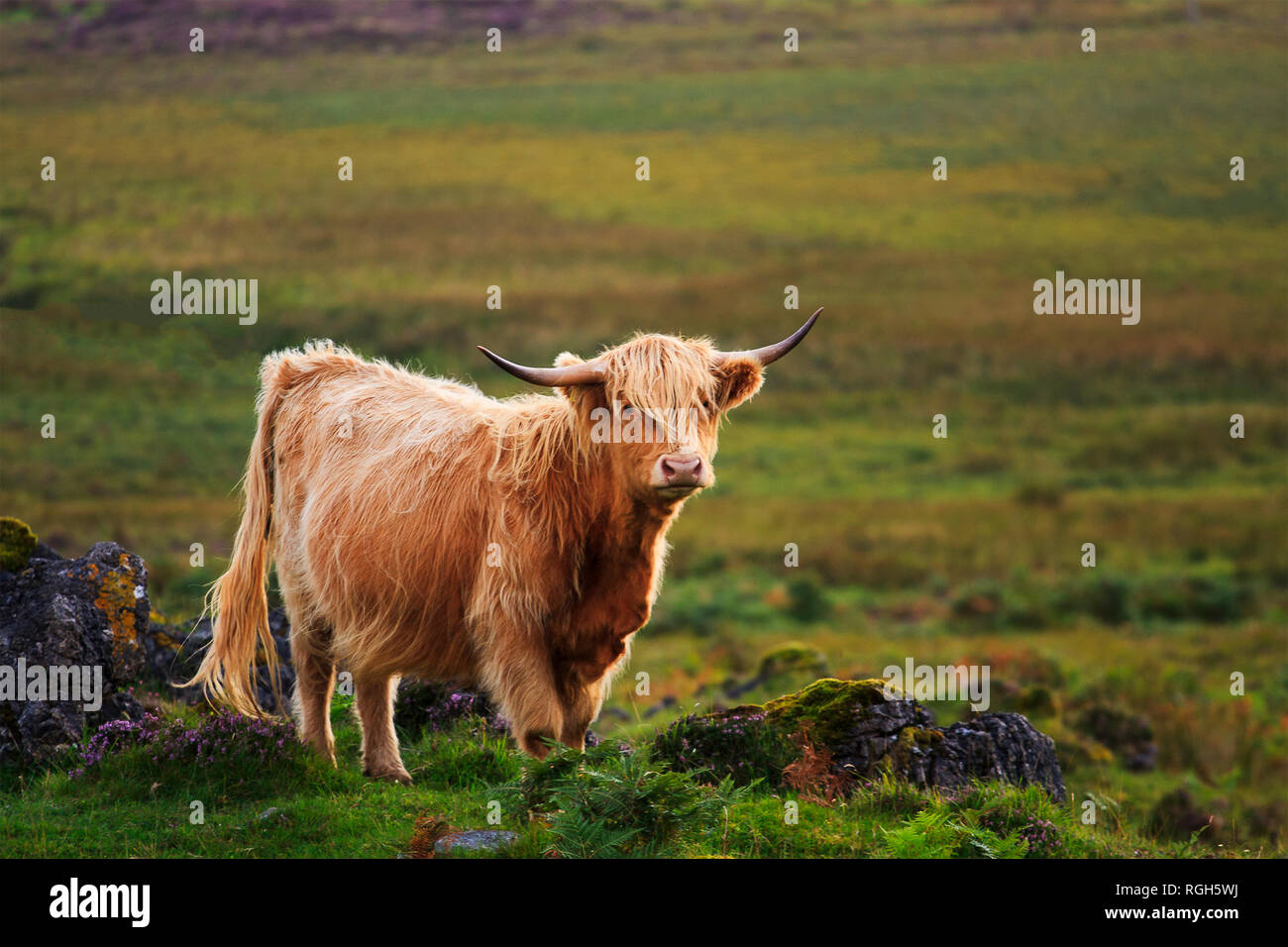 A Scottish highland cow with horns standing on the edge of a cliff in ...