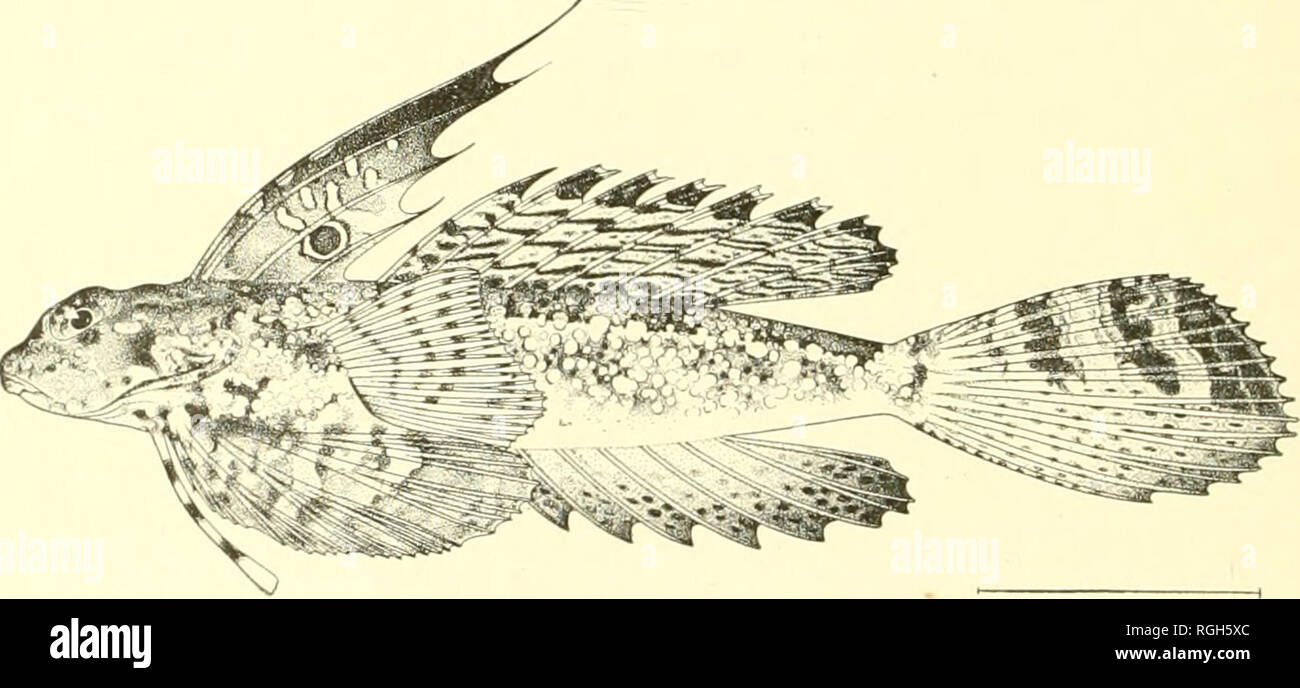 . Bulletin of the Bureau of Fisheries. Fisheries; Fish culture. 46 BULLETIN OF THE BUREAU OF FISHERIES. Family S()LK1I).+:. CYNOGLOSSUS Hamilton-Buchanan. 230. Cynoglossus puncticeps (Richardson). Head 4.7.T in lengtli; deptli 3.7.5; two lateral lines on colored side; dorsal 89; aual 70; scales about 110. Color in spirits y&lt;'llovish, witli reddish-browTi markings on left side, these taking more or less the form of vertical bands. Three specimens from Manila, length 2.7.5 to 3..50 inches. MICROBUGLOSSUS Gunther. 231. Microbuglossus humilis (Cantor). Eyes on right .side; head 3.7.5 in length Stock Photo