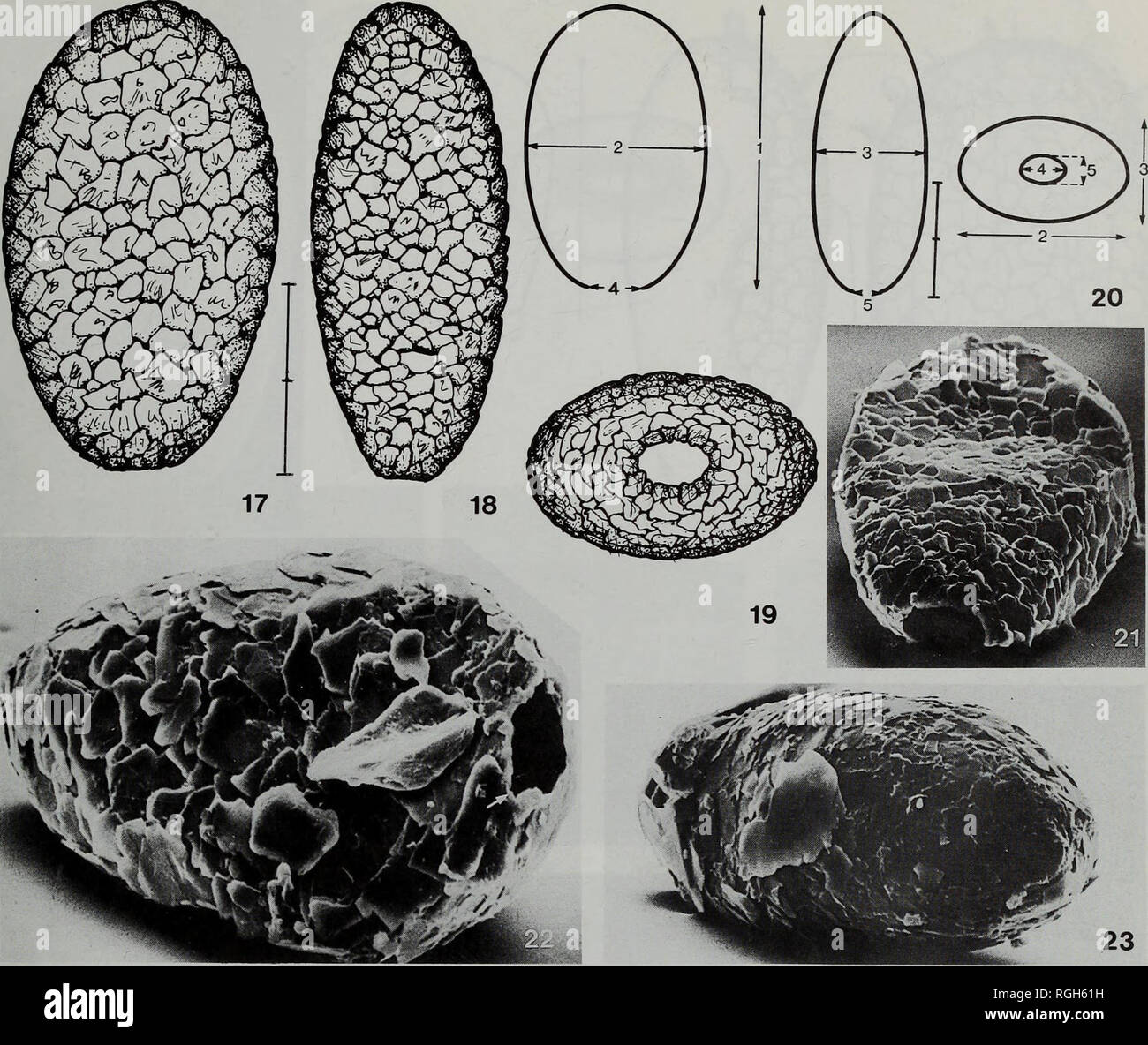 . Bulletin of the British Museum (Natural History) Zoology. TWELVE SOIL ...