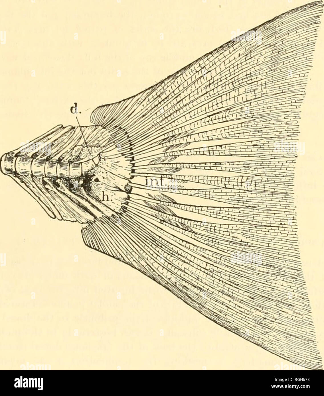 . Bulletin of the Bureau of Fisheries. Fisheries; Fish culture. SKELETAI, MUSCULATURE OP THE KING SALMON. 43 Lying on the dorsal surface of the three centra of the caudal group, and extending out over the bases of the neural spines is an irregularly fan-shaped bony plate, the Deck- knochen der Chorda of von Kolliker.&quot; This plate is coalesced into the dorsal surface of the second, and usually the third, centrum. It has a caudally projecting spine extend- ing in the direction of the axis of the third centrum. The hemal spines of the last three vertebrae of the peduncle are also sharply modi Stock Photo