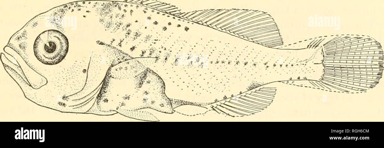 . Bulletin of the Bureau of Fisheries. Fisheries; Fish culture. BAIRDIELLA CHRYSURA AND ANCHOVIA MITCHILLI. 13 appearance of adult individuals. However, the depth of the body in the thoraxic region is relatively great and the head is relatively large and blunt. They are also somewhat lighter in color. Figure 24 illustrates a young fish 30 mm. in length. The fins are now fully differentiated and the entire surface of the body is covered with scales. However, the scales are still small and deeply embedded in the skin. They are, therefore, not rf&lt;^fe. Fig. 23.—Bairdiella chrysura. Larval fish  Stock Photo