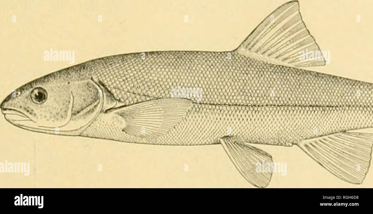 . Bulletin of the Bureau of Fisheries. Fisheries; Fish culture. FISHES OF OREGON AND NORTHERN CALIFORNIA. 173 Measurements of Ptychocheilus umpqu-e fkom Callapooia Creek, Oakland, Oreo. length of body ; #. mm.. 192 .27 .20 .59 .65 .095 .11 .05 .075 .16 .15 .20 .15 .24 9 8 75 65 21 198 .275 .22 .585 .56 .095 .105 .045 .075 .17 .165 .20 .15 .245 9 g 76 67 22 176 .26.5 .21 .575 .565 .095 .11 .K&gt; .07 .16 .15 .19 .14 .24 9 8 80 63 23 176 .28 .22 .59 .57 .10 .115 .05 .08 .17 .15 .166 .135 .23 9 8 75 60 21 177 .28 .21 .575 .565 .10 .115 .05 .075 .155 .145 .16 .13 .23 9 8 75 62 23 175 .265 .20 .575 Stock Photo