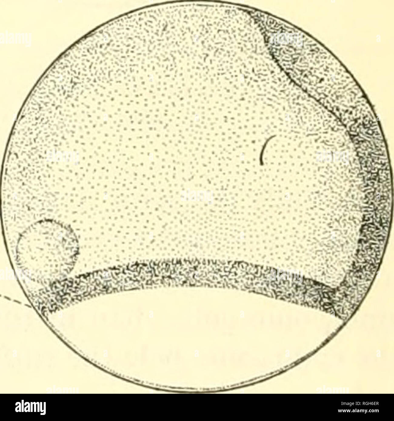 . Bulletin of the Bureau of Fisheries. Fisheries; Fish culture. BAIRDIELLA CFIRYSURA. Fig. 9.—Egg showing later stage in differentia- tion of embryonic shield; qt, germ ring; es, embryonic shield. Fig. 10.—Egg showing embryonic shield (fs) with embryonic area i,ea) outlined; eea, extra-embry- onic area; gr, germ ring; i&gt;p, posterior pole of blastoderm. outlined it is somewhat broader in the anterior or head region than in the posterior region. Observed in surface view (fig. 10) the embryonic area now has a more or less regular spatulate form. While the embryonic shield is growing forward in Stock Photo