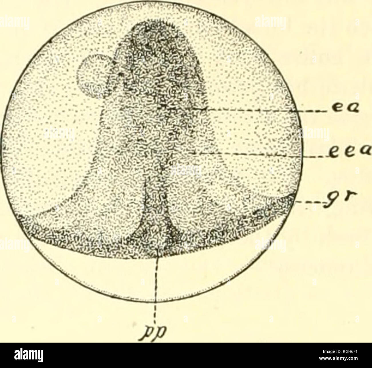 . Bulletin of the Bureau of Fisheries. Fisheries; Fish culture.  es. BAIRDIELLA CFIRYSURA. Fig. 9.—Egg showing later stage in differentia- tion of embryonic shield; qt, germ ring; es, embryonic shield. Fig. 10.—Egg showing embryonic shield (fs) with embryonic area i,ea) outlined; eea, extra-embry- onic area; gr, germ ring; i&gt;p, posterior pole of blastoderm. outlined it is somewhat broader in the anterior or head region than in the posterior region. Observed in surface view (fig. 10) the embryonic area now has a more or less regular spatulate form. While the embryonic shield is growing forwa Stock Photo