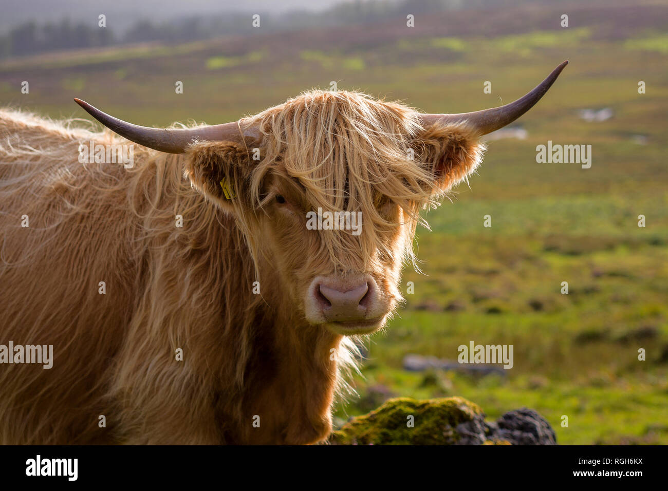 A close up head shot of a Scottish Highland cow in evening light Stock Photo