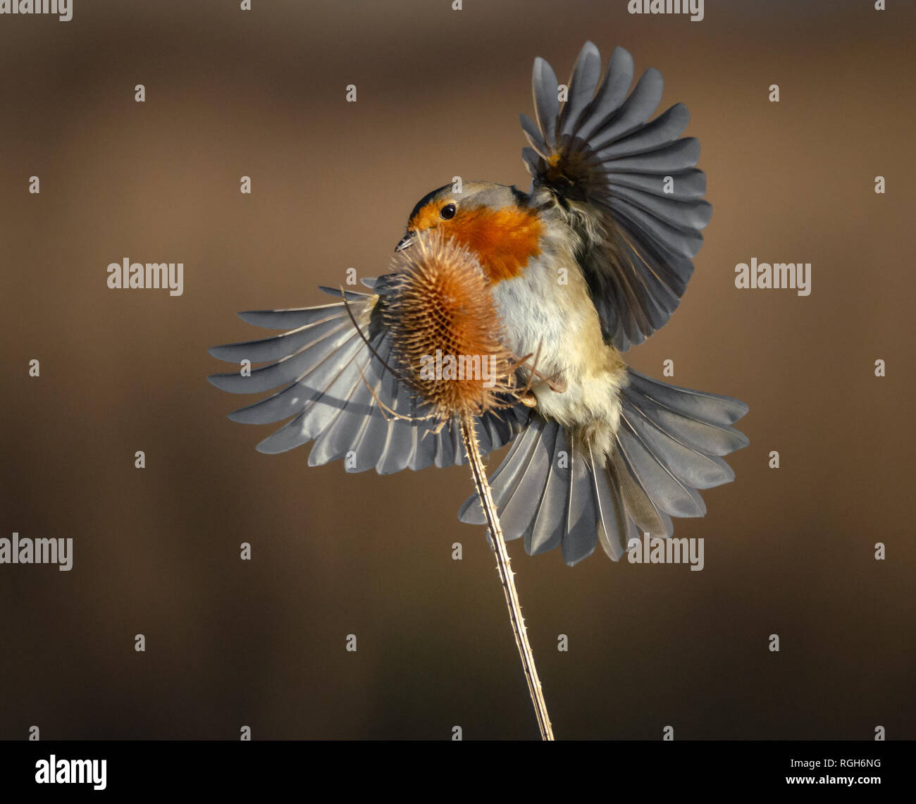 Flight Wings Robins Stock Photos Flight Wings Robins Stock - 