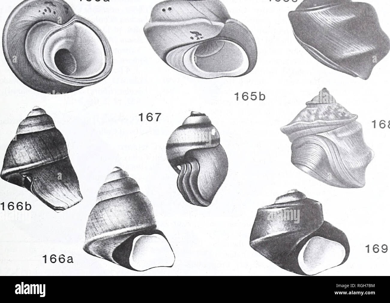. Bulletin of the British Museum (Natural History). Geology.. 168. 166b 166a Figs 165-169 Potamolithus. Recent species from Uruguay also occurring in adjoining parts of Argentina. Illustrations copied from Pilsbry (1911). 165a, b, c, Potamolithus rushi Pilsbry (1911: pi. 38, figs 1, la, lb; type illustrations of type species of Potamolithus Pilsbry); Paysandii. Uruguay River; x 7.5. 166a, b, Potamolithus filiponei von Ihering, figured Pilsbry (1911: pi. 41a, figs 8, 8a), Montevideo; x 8. 167, Potamolithus bisinuatus obsoletus Pilsbry (1911: pi. 41, fig. 7a), gerontic paratype; Rio de la Plata, Stock Photo