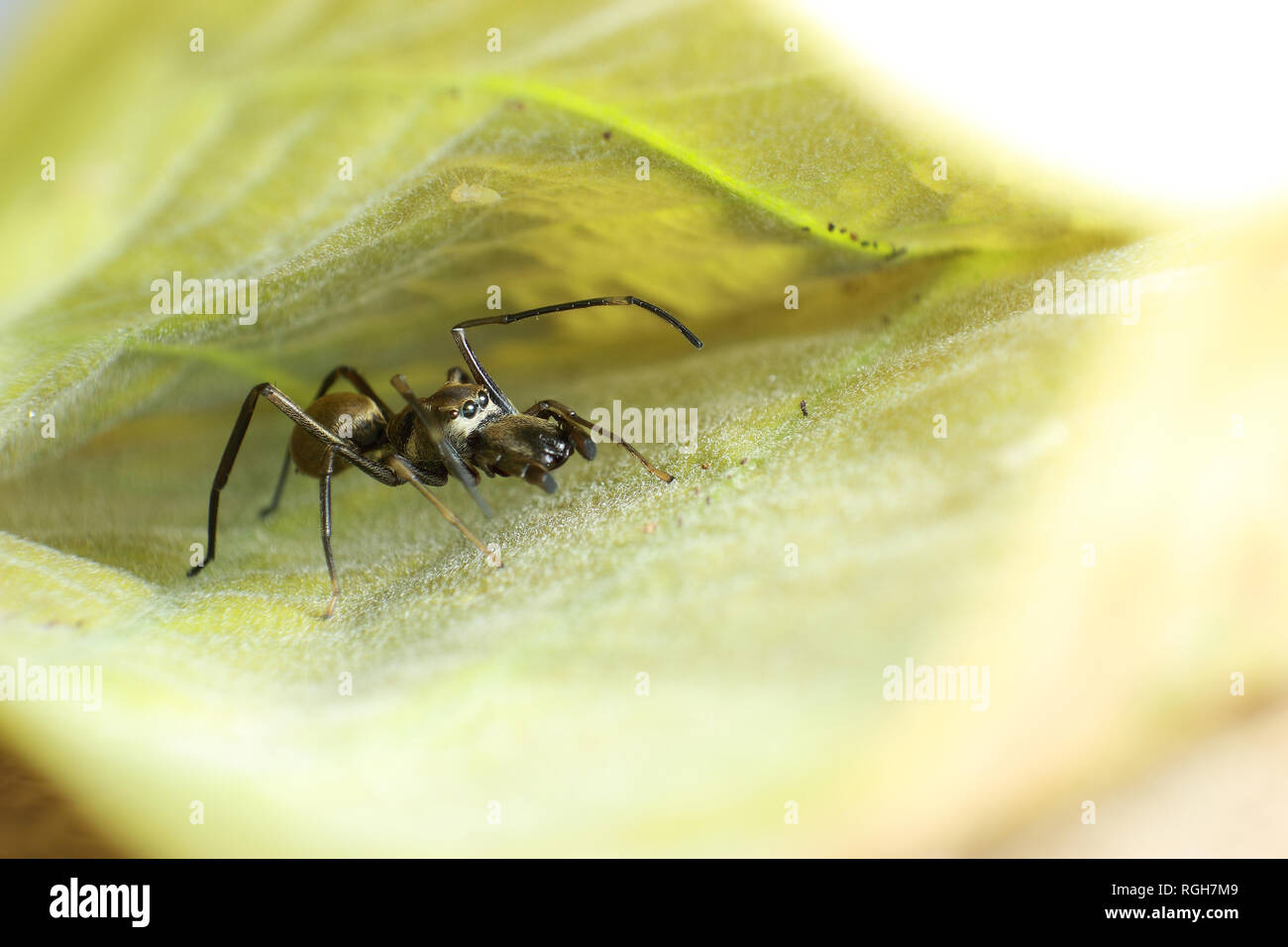 Ant mimic spider on the leaf, macro Stock Photo