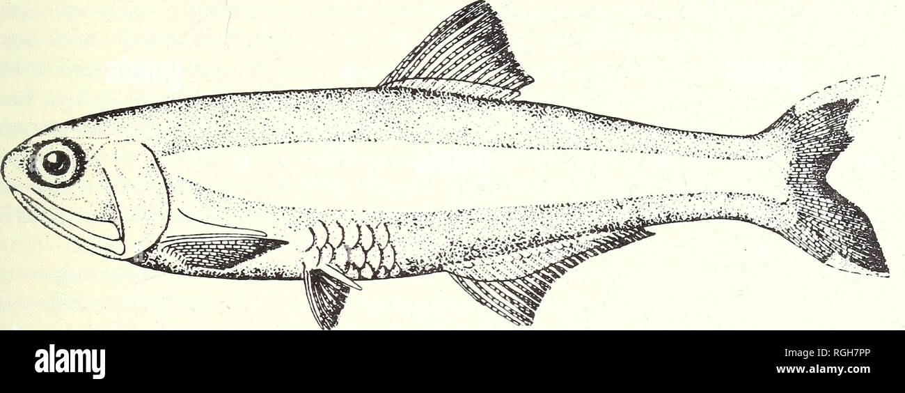 . Bulletin of the British Museum (Natural History). Zoology . Supplement.. CLUPEOID FISHES OF THE GUI AN AS. Fig. 56. Anchoviella lepidentostole (Fowler). From Hildebrand 1964. Br.St. 11-12, D iii 12-13, P i 12-13 (14), V i 6, A iii 19 (f.i), 20 (4), 21 (10), 22 (1), g.r. 20 (14), 21 (8), 22 (2), 23 (2). In percentages of standard length : body depth 20-6-25-3 (26-7), head length 22-9-25-2 (26-4), snout length 4-0-4-8, eye diameter 7-7-8-9 ; length of upper jaw 18-1-19-9 (20-7), length of lower jaw 15-8-16-8 (17-3) ; pectoral fin length 14-0-16-0, pelvic tin length 8-6-9-2 (9-8), length of ana Stock Photo