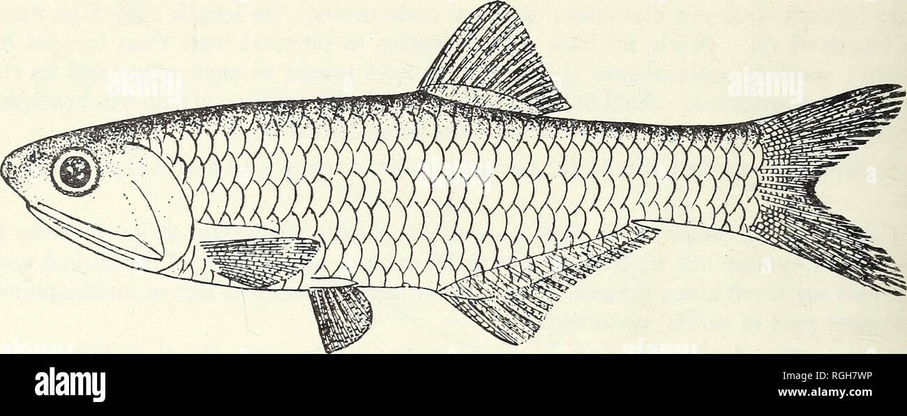 . Bulletin of the British Museum (Natural History). Zoology . Supplement.. 126 P. J. P. WHITEHEAD. Fig. 49. Anchoa parva (Meek &amp; Hildebrand). From Cervigon 1969. Specimens. a. 26 fishes, 42-8-52-0 mm S.L., Geronimo Sta. 79, US Naval Pier, Port of Spain, Trinidad, 2 : 11 : 1965, coll. J. P. Wise (TABLColl.). b. 319 fishes, 42-1-47-1 mm S.L. (as above). c. 69 fishes, 40-9-55-9 mm S.L., Calamar Sta. 950, Carenage Bay, Chaguaramas, Trinidad, 7:2: 1970, coll. A. C. Jones (TABL Coll.). d. 3 fishes, 40-7-50-5 mm S.L., Calamar Sta. 756, Chaguaramas Bay, Trinidad, 3-4 : 6 : 1969 (TABL Coll.). e. 15 Stock Photo