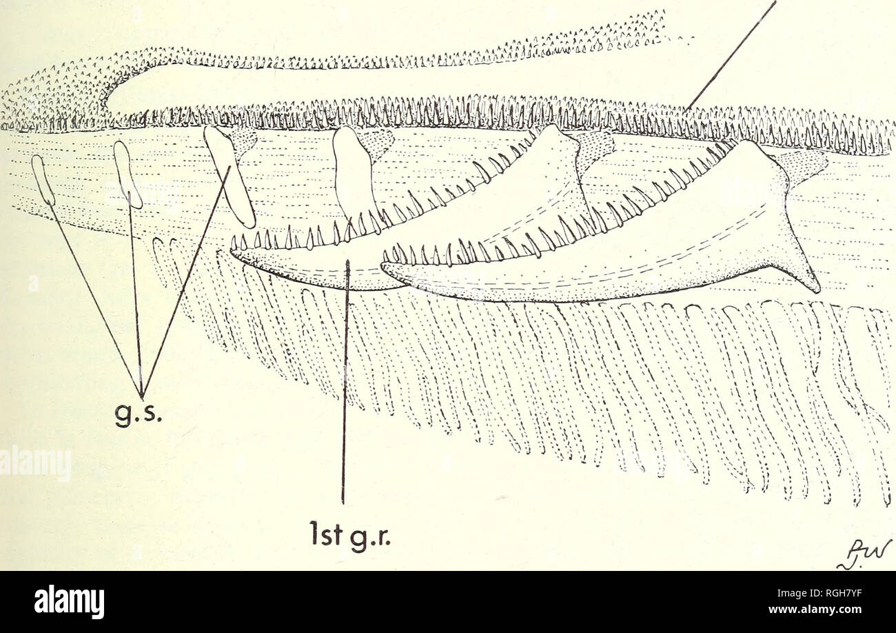 . Bulletin of the British Museum (Natural History). Zoology . Supplement.. CLUPEOID FISHES OF THE GUI ANAS 119 h.t.p.. Fig. 44. Anchoa spinifer, anterior end of 1st gill arch (lower arm, left side) showing gillraker stumps (g.s.) in front of first gillraker (1st g.r.), and the tooth plate overlying the hypo-branchial (h.t.p.) (from a fish 152-5 mm - batch d of material studied). posterior frontal fontanelles 0-25-0-5 pupil diameter. Pterotic bulla small, occupy- ing small part of floor of pre-epiotic fossa. Posterior border of gill opening evenly rounded, not covered by opercular series. Isthm Stock Photo