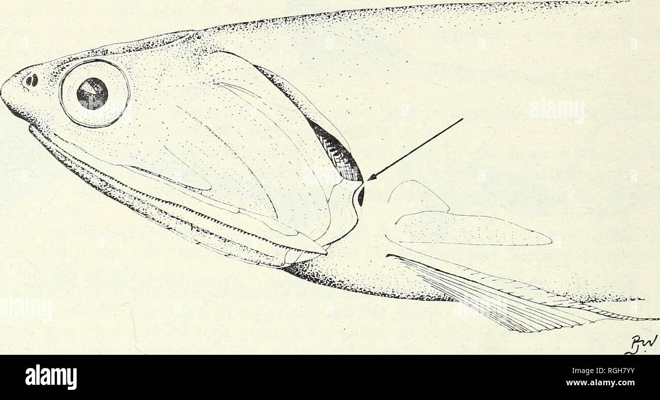 . Bulletin of the British Museum (Natural History). Zoology . Supplement.. n8 P. J. P. WHITEHEAD. Fig. 43. Anchoa spinifer, detail of head with arrow indicating triangular projection on sub-operculum (from a fish 159-5 mm S.L. from batch g of material studied). eye diameter ; eye fully covered by thin layer of adipose tissue. Maxilla with tapering, pointed tip, projecting more than half eye diameter beyond tip of 2nd supra-maxillary and projecting just beyond gill cover and well beyond articulation of lower jaw ; lower edge of maxilla with a single series of slightly curved conical teeth, the  Stock Photo