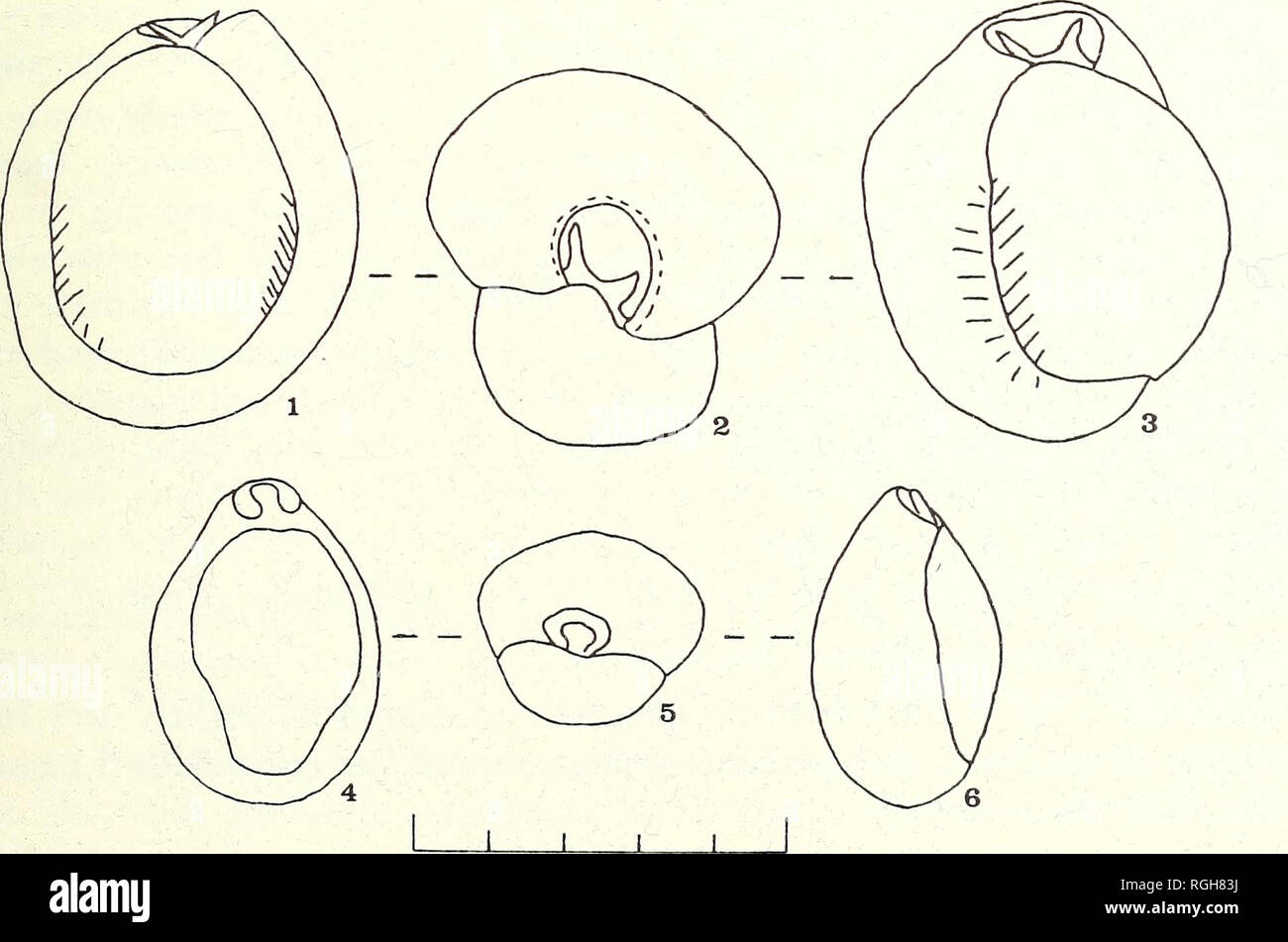. Bulletin of the British Museum (Natural History). Zoology ...