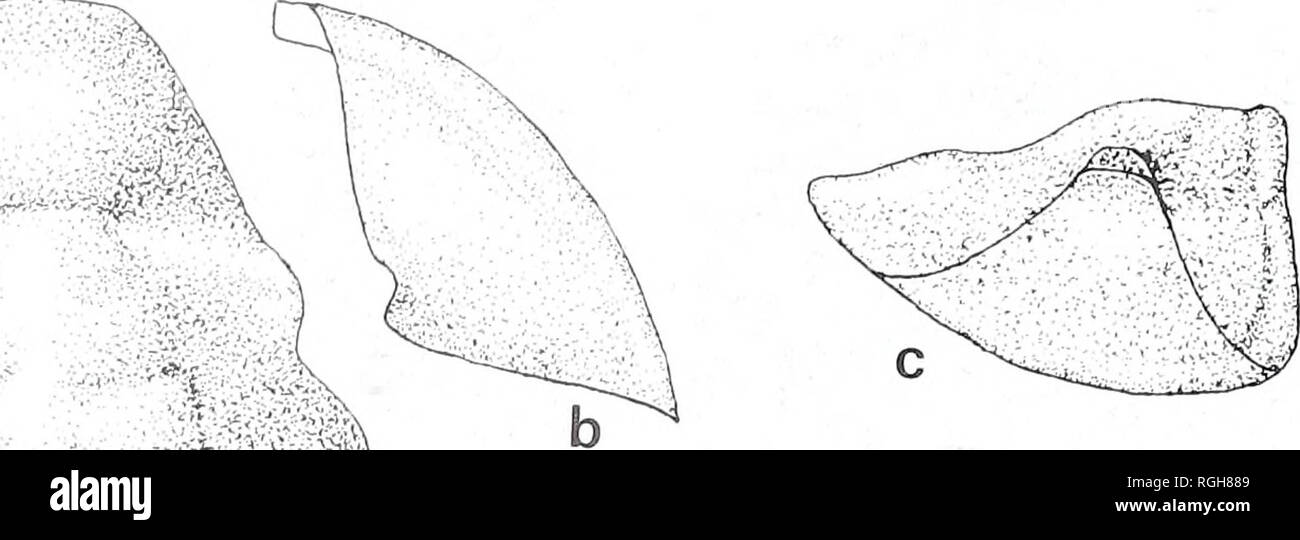 . Bulletin of the British Museum (Natural History). Geology.. 18 A. J. BECKLY a. Fig. 17 Calymenella preboiselli sp. nov. a, cranidium with free cheek replaced, b, free cheek in plan view, c, lateral view of reconstructed cephalon. (All approx. x3). Genus CALYMENELLA Bergeron, 1890 Type species. Calymenella boiselli Bergeron, 1890. Calymenella preboiselli sp. nov. Figs 16a-h; 17a-c Diagnosis. Calymenella very similar to type species in having elongate sub-triangular anterior area, but differing from this and other species in having less strongly developed lateral, preglabellar and occipital fu Stock Photo
