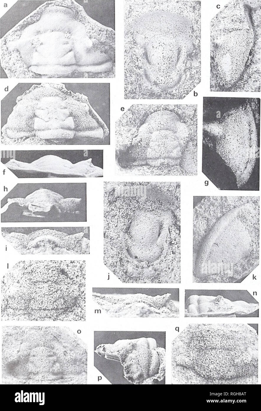Page 2 Hypostome High Resolution Stock Photography And Images Alamy