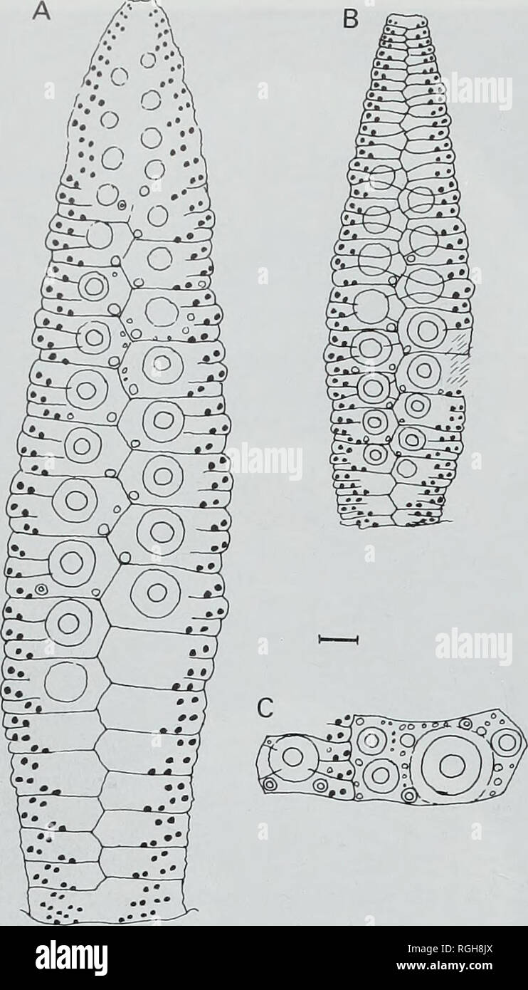 . Bulletin of the British Museum (Natural History), Geology. 178 A.B. SMITH. Fig. 41 Camera lucida drawings of plating in Echinotiara perebaskinei Lambert. A, BMNH EE3769, ambulacrum from apex (top) to peristome margin (bottom); B, BMNH EE3763, ambulacrum from apex (top) to peristome margin (bottom); C, ambital ambulacral and interambulacral plate, BMNH EE3763. Scale bar = 1 mm. buccal notches are small but distinct. The perignathic girdle structure is seen in BMNH EE3783 and EE3788. It consists of two long peg-like auricles that do not meet above the perradius. Spines and lantern are unknown. Stock Photo