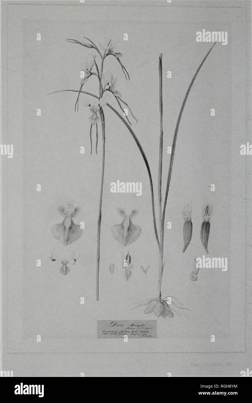 . Bulletin of the British Museum (Natural History), Botany. . 174 Diuris alba 175[A] Diuris punctata 175[A]. DIURIS PUNCTATA Sm., Exot. bot. 1: 13, t. 8 (1805), Orchidaceae. Britten (1909: 144) list. '175. D[iuris] punctata Sm.' Numeric list. [Diuris] 'punctata Sm. 175'. Alphabetic list. [Diuris] 'punctata Sm. 175'. Annotation on drawing, [label] 'Diuris elongata. Browns p.F.N.H. p.316. found near Sydney, port Jackson. New South Wales. Augst. 27. 1803. Ferd. Bauer.' Drawing. 498 x 327 mm. Lower stem and tuber (centre right), upper stem with inflorescence (centre left), floral parts including e Stock Photo