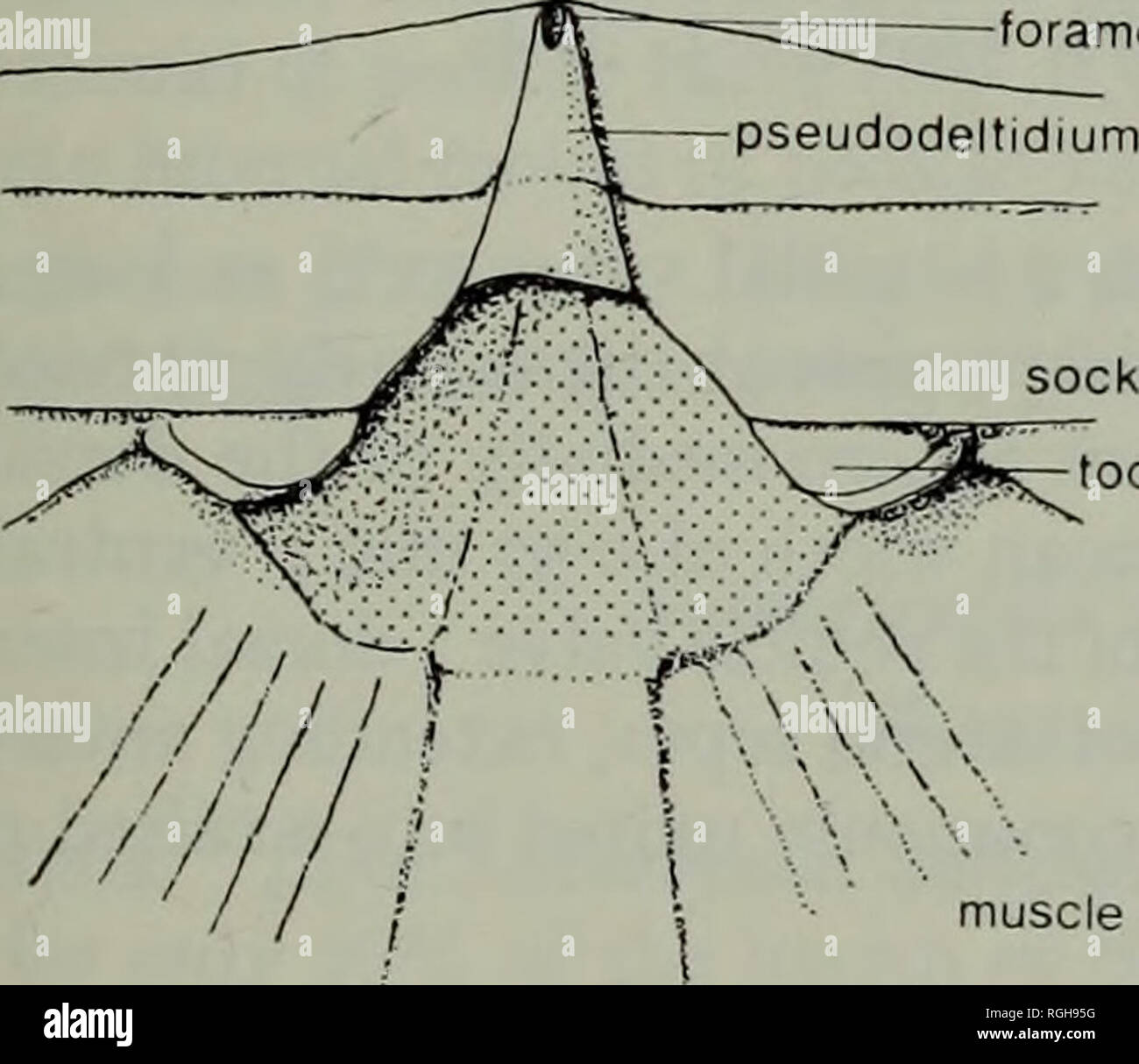 Continuous hinge hi-res stock photography and images - Alamy