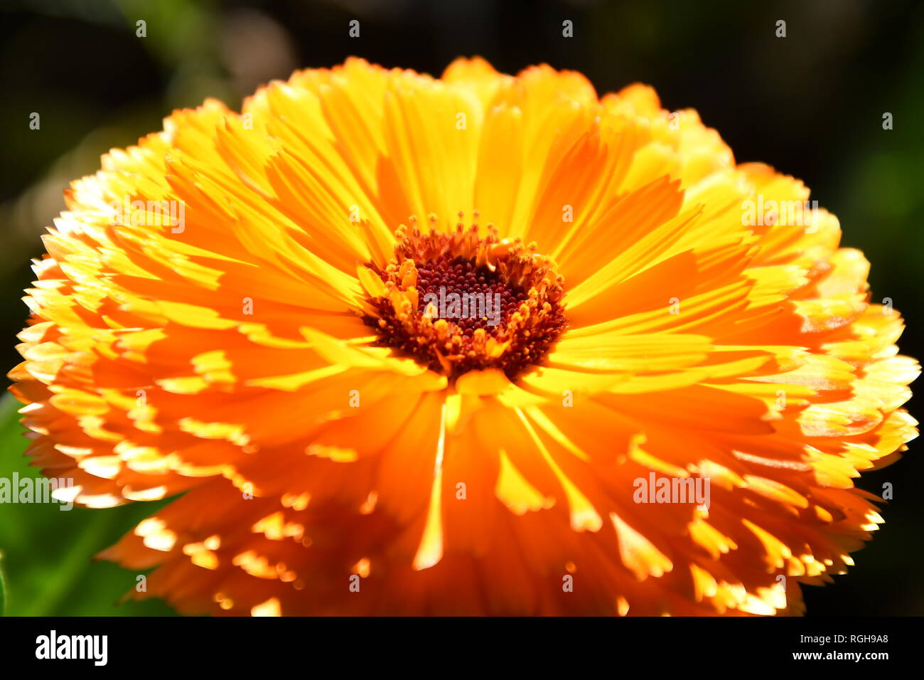 Calendula Officinalis Stock Photo