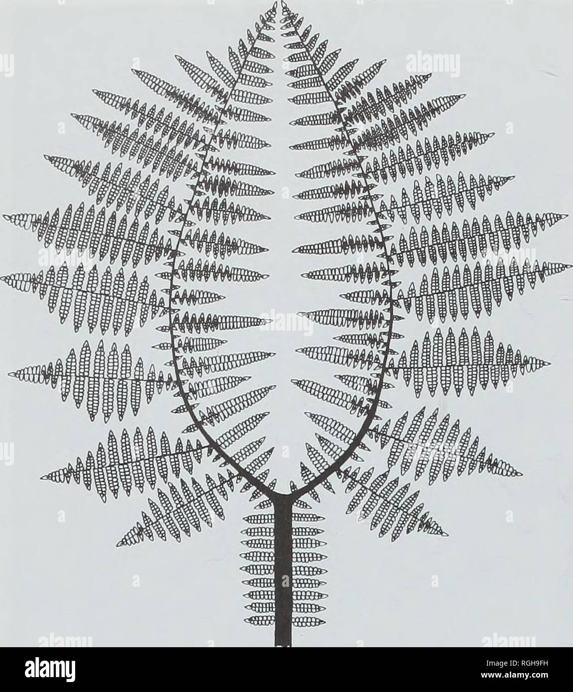. Bulletin of the British Museum (Natural History), Geology. 20. Fig. 16 Reconstruction of Neuropteris frond (N. heterophylla (Brongniart) Sternberg). From Cleal &amp; Shute (1991: fig. 29). In his investigations on Stephanian plant fossils from the Caucasus, Shchegolev (1979) described some fragments of neuropteroid fronds, which also had relatively large, lax- limbed pinnules and wide venation, and for which he pro- posed the new name Sphenoneuropteris. We still have very little information on the architecture of these fronds, and nothing of the epidermal structure or fructifications. It is  Stock Photo