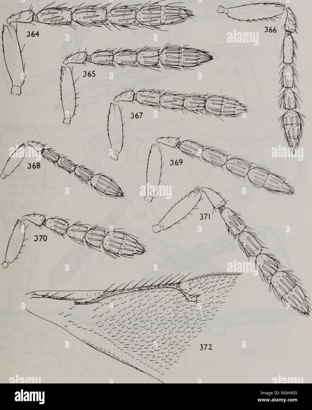 . Bulletin of the British Museum (Natural History) Entomology. THE EUROPEAN TETRASTICHINAE 173. Figs 364-372 364, Aprostocetus (Aprostocetus) rufiscapus sp. n. $, antenna. 365, A. (A.) constrictus sp. n. 9, antenna. 366, A. (A.) flavifrons (Walker) $, antenna. 367, A. (A.) coccidiphagus sp. n. $, antenna. 368, A. (A.) ceroplastae (Girault) $, antenna, holotype. 369, A. (A.) toddaliae (Risbec) $, antenna, paralectotype. 370, A. (A.)brachycerus (Thomson) $, antenna. 371, A (A.)epilobiisp. n. $, antenna. 372, A. (A.) ceroplastae (Girault) 9, forewing, paratype.. Please note that these images are  Stock Photo