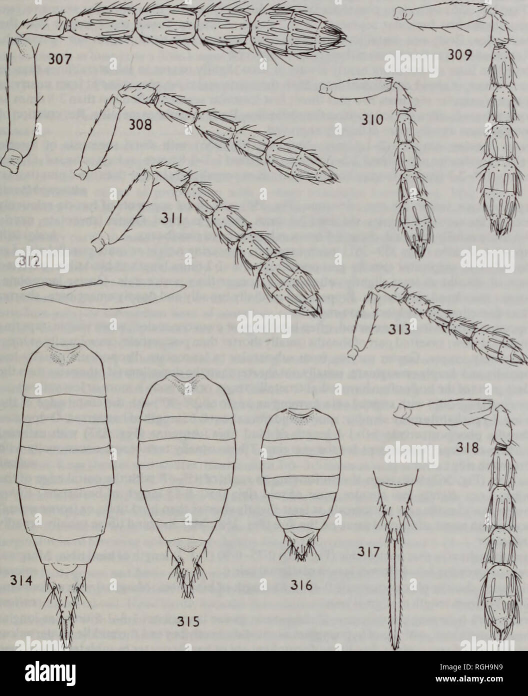 . Bulletin of the British Museum (Natural History) Entomology. THE EUROPEAN TETRASTICHINAE 161. Figs 307-318 307, Aprostocetus (Aprostocetus) westwoodii (Fonscolombe) $, antenna. 308, A. (A.) fonscolombei sp. n. $, antenna. 309, A. (A.) epicharmus (Walker) $, antenna. 310, 311, ,4. (A.)agrus (Walker) $: (310) forma typica, antenna; (311) forma com'/(Erdos), antenna. 312,313,A (A.)gnomus sp. n. $: (312) hindwing; (313) antenna. 314, A. (A.) epicharmus (Walker) 9, gaster. 315, 316, A (A) agrus (Walker) $,gaster: (315) forma com'/(Erdos); (316) forma typica. 317, A. (A.)productussp. n. 9, last te Stock Photo