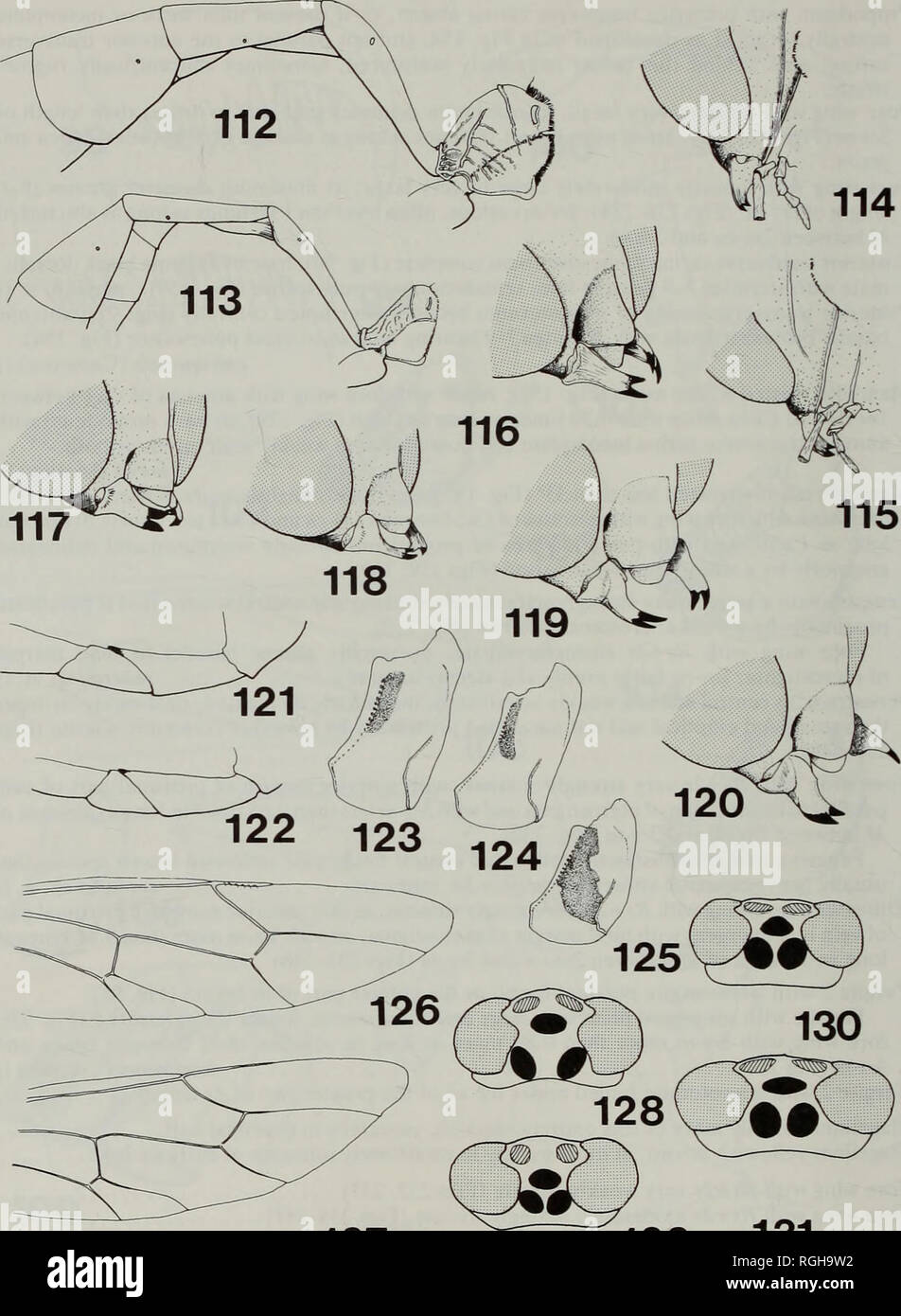 . Bulletin of the British Museum (Natural History) Entomology. 80 IAN D. GAULD. 127 129 131 Figs 112-131 Enicospilus species. 112,113, anterior part of gaster; (112)£. maritzai; (113) E. hacha. 114, 115, head, posteroventral view; (114) E. xanthostigma; (115) E. cepillo. 116-120, head, lateral view; (116) E. teodorae; (117) E. cepillo; (118) E. xanthostigma; (119) E. hacha; (120) E. corcovadoi. 121,122, hind trochanteral segments; (121) E. cepillo; (122) E. xanthostigma. 123-125, mesopleuron, showing extent of dark marking; (123) E. oduberi; (124) E. pescadori; (125) E. sanchezi. Ylb, 127', hi Stock Photo