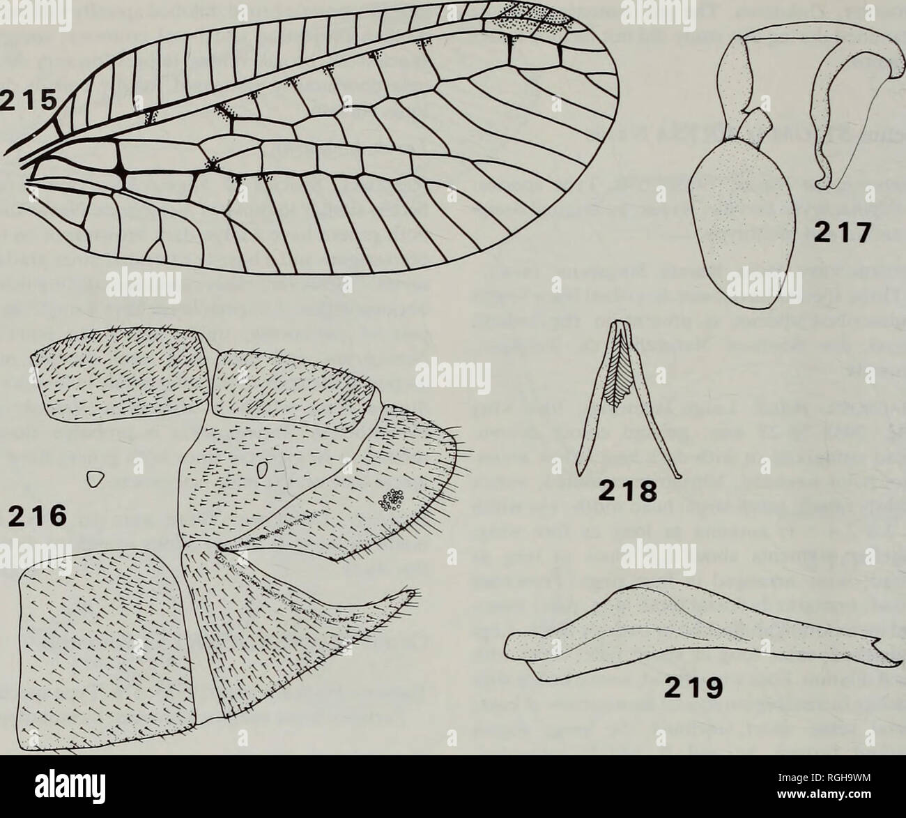 . Bulletin of the British Museum (Natural History) Entomology. 184 S. J. BROOKS &amp; P. C. BARNARD. Figs 215-219 Turnerochrysa mirifica. 215, fore wing (from Kimmins); 216, apex of 6 abdomen, lateral; 217, 6 gonarcus complex, lateral; 218, 6 hypandrium internum, dorsal; 219, 3 paramere, lateral. very short, dense (longer on ectoprocts); micro- tholi present on sternites 3-8; callus cerci ovate; trichobothria 22; ectoprocts with slight dorsal invagination, fused with tergite 9; sternite 8+9 fused, short; apodemes short, narrow, straight; atria large. Genitalia 6 (Figs 217-219). Tignum, gonapsi Stock Photo