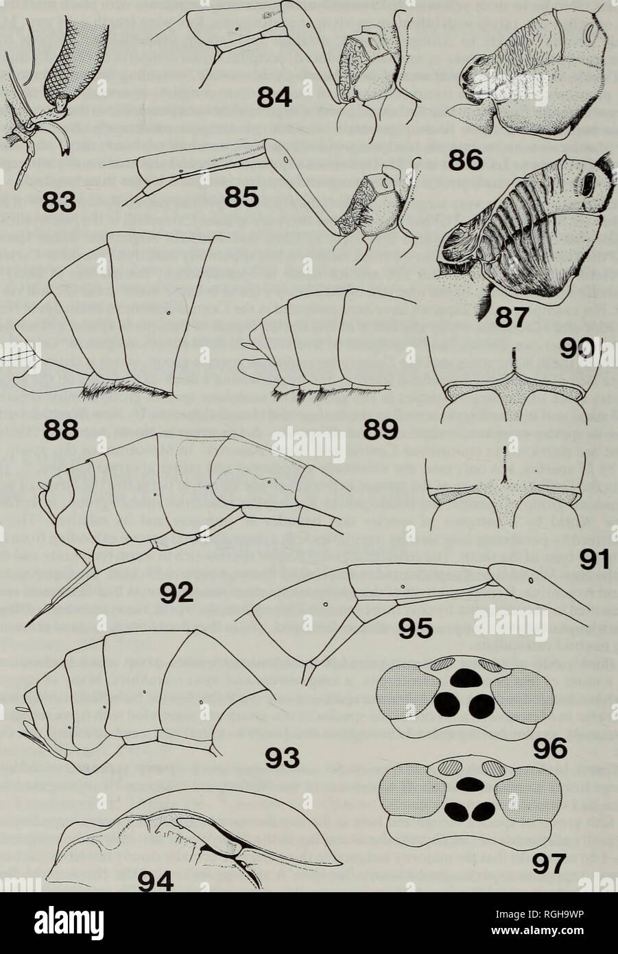 . Bulletin of the British Museum (Natural History) Entomology. 76 IAN D. GAULD. Figs 83-97 Enicospilus species. 83, E. bozai, posteroventral region of head. 84-85, propodeum and base of gaster, lateral view; (84) E. enigmus; (85) E. chaconi. 86,87, propodeum, lateral view; (86) E. major; (87) E. clarkorum. 88, 89, terminal segments of gaster of male; (88) E. major; (89) E. clarkorum. 90, 91, posterior region of mesothorax, ventral view; (90) E. mayi; (91) E. chiriquensis. 92, 93, posterior segments of gaster of female; (92) E. exoticus; (93) E. mexicanus. 94, mesoscutum and scutellum in profil Stock Photo