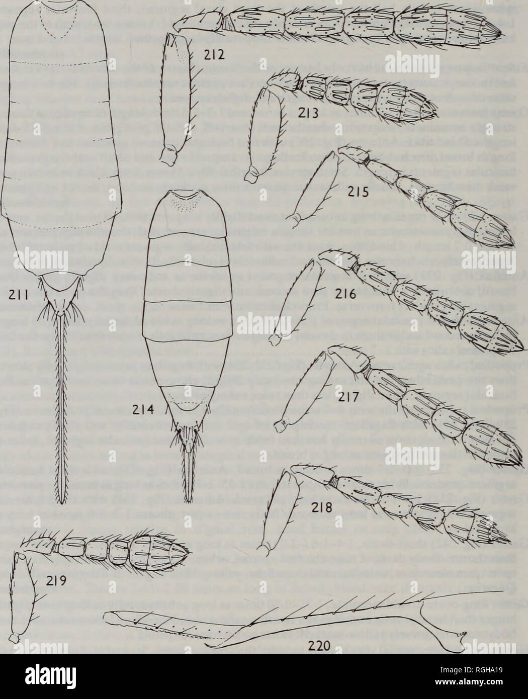 . Bulletin of the British Museum (Natural History) Entomology. 140 M. W. R. DE V. GRAHAM. Figs 211-220 211, 212, Aprostocetus (Aprostocetus) bucculentus (Kostjukov), 9: (211) gaster; (212) antenna. 213, A. (A.) malagensis sp. n. $, antenna. 214, 215, A. (A.) larzacensis sp. n. $; (214) gaster; (215) antenna. 216, A. (A.) aartsenisp. n. $, antenna. 217 A. (A.) levadiensis sp. n. $, antenna. 218, A. (A.)crassicepssp. n. $,antenna. 219,220, A (A)toxisp.n. $: (219)antenna; (220)forewing, anterior.. Please note that these images are extracted from scanned page images that may have been digitally en Stock Photo