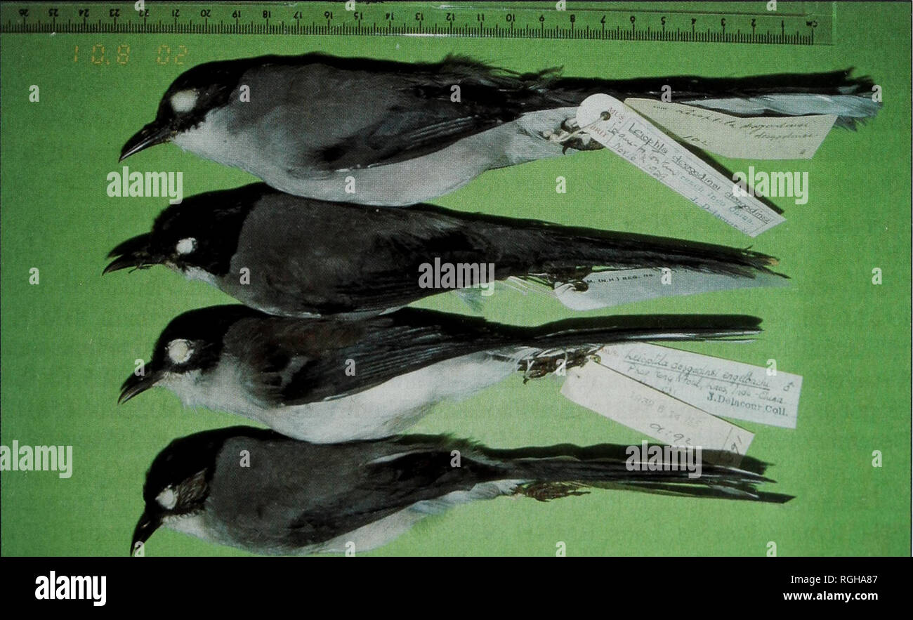 . Bulletin of the British Ornithologists Club. Jonathan C. Eames 133 Bull. B.O.C. 2002 122(2) Black-headed Sibia Heterophasia melanoleuca Two specimens collected from Mt Ngoc Linh when compared with 16 specimens, comprising two topotypes of H. m. robinsoni, and four topotypes each of H. m. engelbachi and H. m. tonkinensis, the three subspecies with the closest geographical ranges (Deignan 1964, Delacour 1930, Rothschild 1921), were sufficiently distinct to be named: Heterophasia melanoleuca kingi, subsp. nov. Holotype. BMNH registration number 1997.7.11, adult male (one enlarged testis) collec Stock Photo
