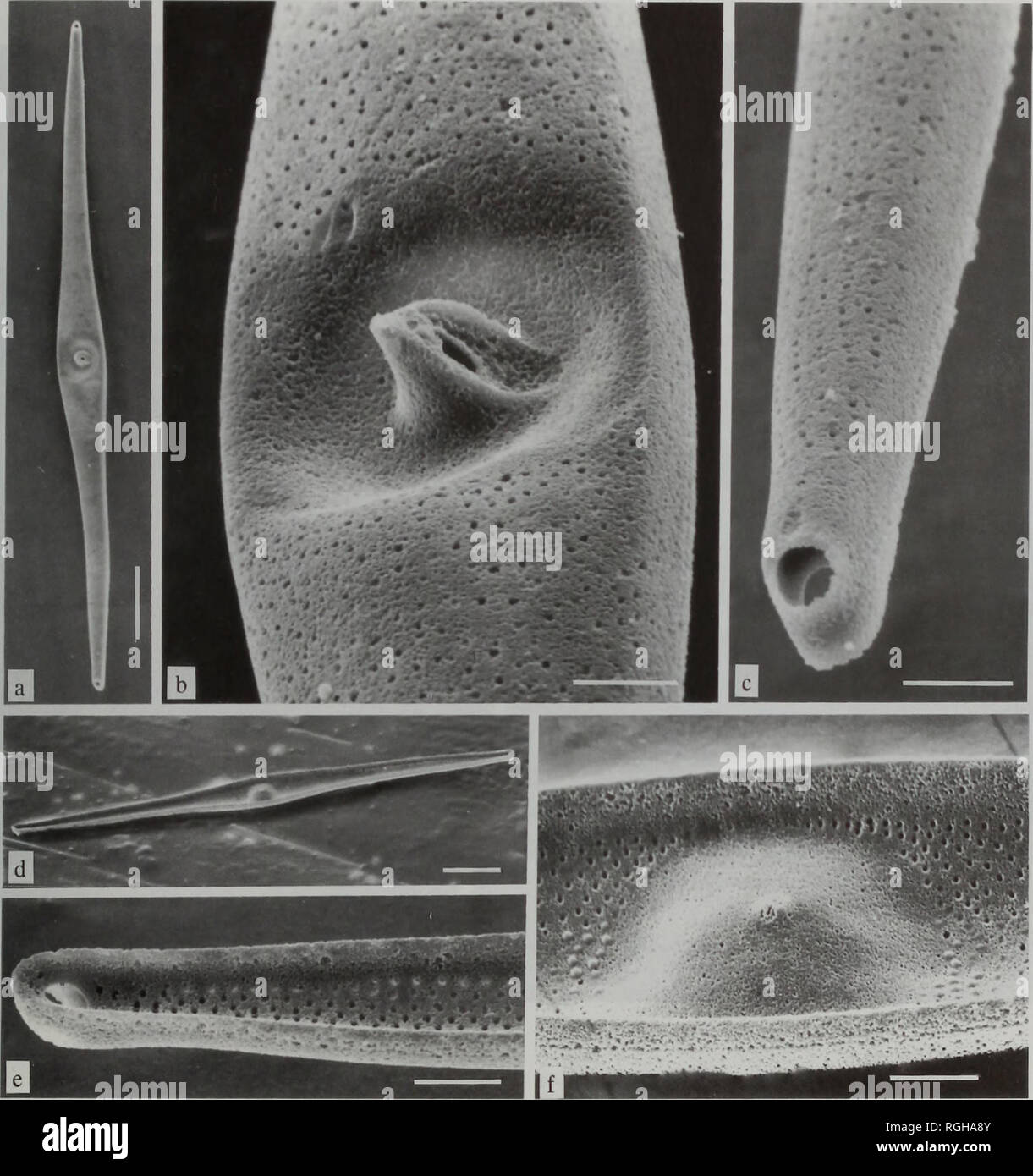 . Bulletin of the British Museum (Natural History), Botany. REVISION OF RUTILARIA GREVILLE (BACILLARIOPHYTA) 83. Plate XIV Rutilaria lanceolata. Oamaru, New Zealand, (a): valve view of valve with periplekton broken off (SEM 72690); (b): detail of (a) showing central portion of valve with depressed central area (SEM 72688); (c): detail of (a), distal part of valve showing ocellus broken away, longitudinal striae and valve curving down into hyaline mantle (SEM 72689); (d): oblique internal valve view of single valve (SEM 72816); (e): detail of (d) showing apex of valve (SEM 72818); (f): detail o Stock Photo