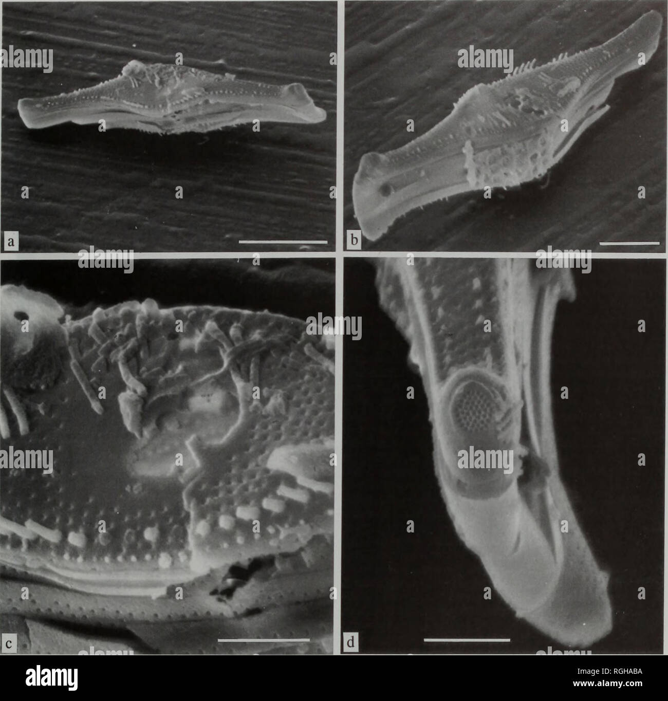 . Bulletin of the British Museum (Natural History), Botany. REVISION OF RUTILARIA GREVILLE (BACILLARIOPHYTA) 79. Plate X Rutilaria hyalina, Inza, Ulyanovsk oblast, Russia, (a): oblique valve view of frustule (SEM 113308); (b): oblique valve view of another frustule (SEM 113312); (c): detail of (a), centre of valve with inner row of cylindrical marginal spines and outer row of minute marginal spines (SEM 113309); (d): same specimen as (b), apex with elevation and ocellus with porelli (SEM 113311). (a), bar = 10 ^.m; (b), bar = 5 (xm; (c), (d), bar = 2 x.m. Plate IX Rutilaria delicatula, Inza,  Stock Photo