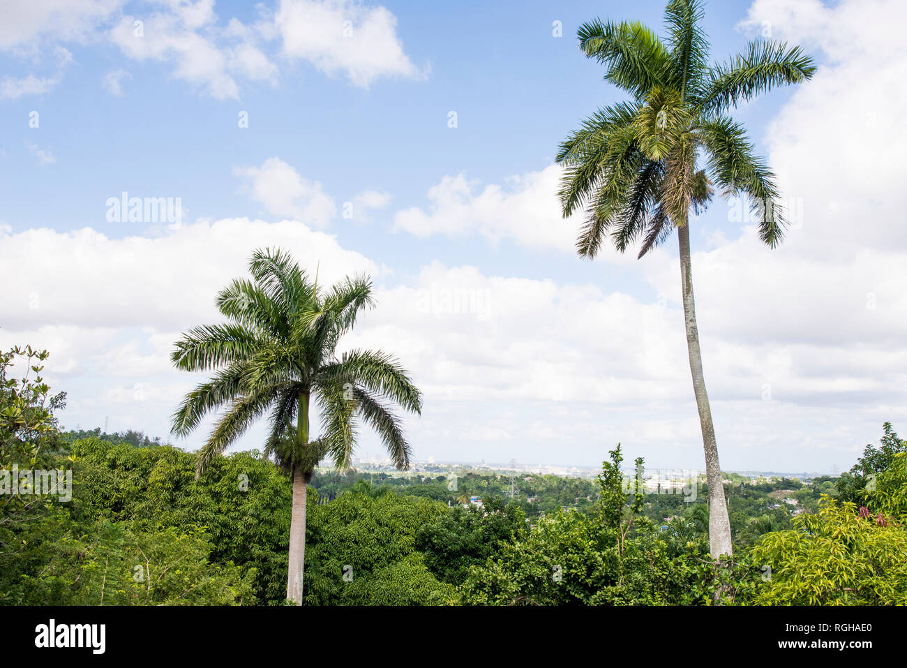 Royal Palm (Roystonea regia) tree is the National Cuban Tree a symbol of the country. Stock Photo