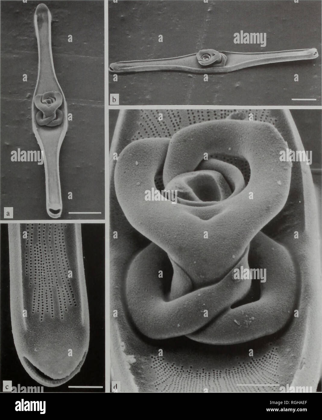 . Bulletin of the British Museum (Natural History), Botany. REVISION OF RUTILARIA GREVILLE (BACILLARIOPHYTA) 71. Plate II Rutilaria interrupta, Falkland Plateau, South-western Atlantic Ocean, (a): valve view of valve with sibling periplekton attached (SEM 35956); (b): oblique valve view of same specimen as (a) showing marginal ridge (SEM 35952); (c): detail of (a), apex of valve, ocellus broken away (SEM 35948); (d): detail of (a), sibling periplekta showing arms of ring encircling broken stem of sibling (SEM 35955). (a), (b), bar = 25 jj.m; (c), (d), bar = 5 ^.m. Plate I (a)-(c): Rutilaria gr Stock Photo