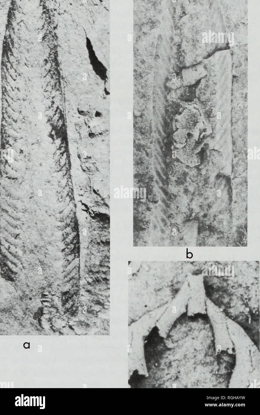 . Bulletin of the British Museum (Natural History), Geology. 256 R. A. FORTEY &amp; R. M. OWENS â¢v- : Â»*** ^ym i1&quot;. ? â Â®r&quot;1'&quot; Â». Fig. 110 Didymograptus (Didymograptus) spinulosus Perner 1895. a, early Llanvirn, D. artus Biozone, Llanfallteg Formation, loc. 55, whole rhabdosome, x 4, Q5163; b, Lower Llanvirn, cast of holotype, C. retroflexus Biozone, Sarka Formation, Osek, Bohemia, x 4, Nat. Mus. Prague NM-L 7564 (cast supplied by Dr R. Prokop); c, as last, latex cast of proximal end (showing probable isograptid development in obverse view, sicula incomplete), x 15, Nat. Mus Stock Photo