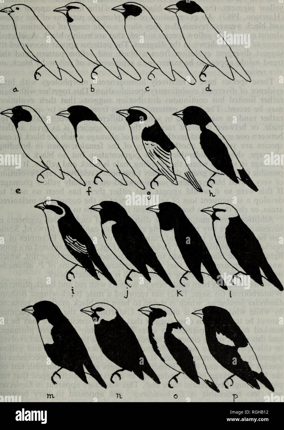 . Bulletin of the British Ornithologists' Club. Bulletin B.O.C. 45 Vol. 85. Diagrammatic representation of the breeding plumages of some yellow and black weavers. (a) Ploceus xanthops. (b) P. ocularis, (c) P. spekeoides. (d) P. stuhlmanni. (e) P. pelzelni. (f) P. alienus. (g) P. mgrtmentum. (h) P. insignis .. (i) P. reichenowi. (j) P. bicolor. (k) P. gokuuli. (I) P. nigricollis. (m) Malimhus rachcliac. (n) P. mehnogaster. (o) Euplectes afro, (p) E. capensis.. Please note that these images are extracted from scanned page images that may have been digitally enhanced for readability - coloration  Stock Photo