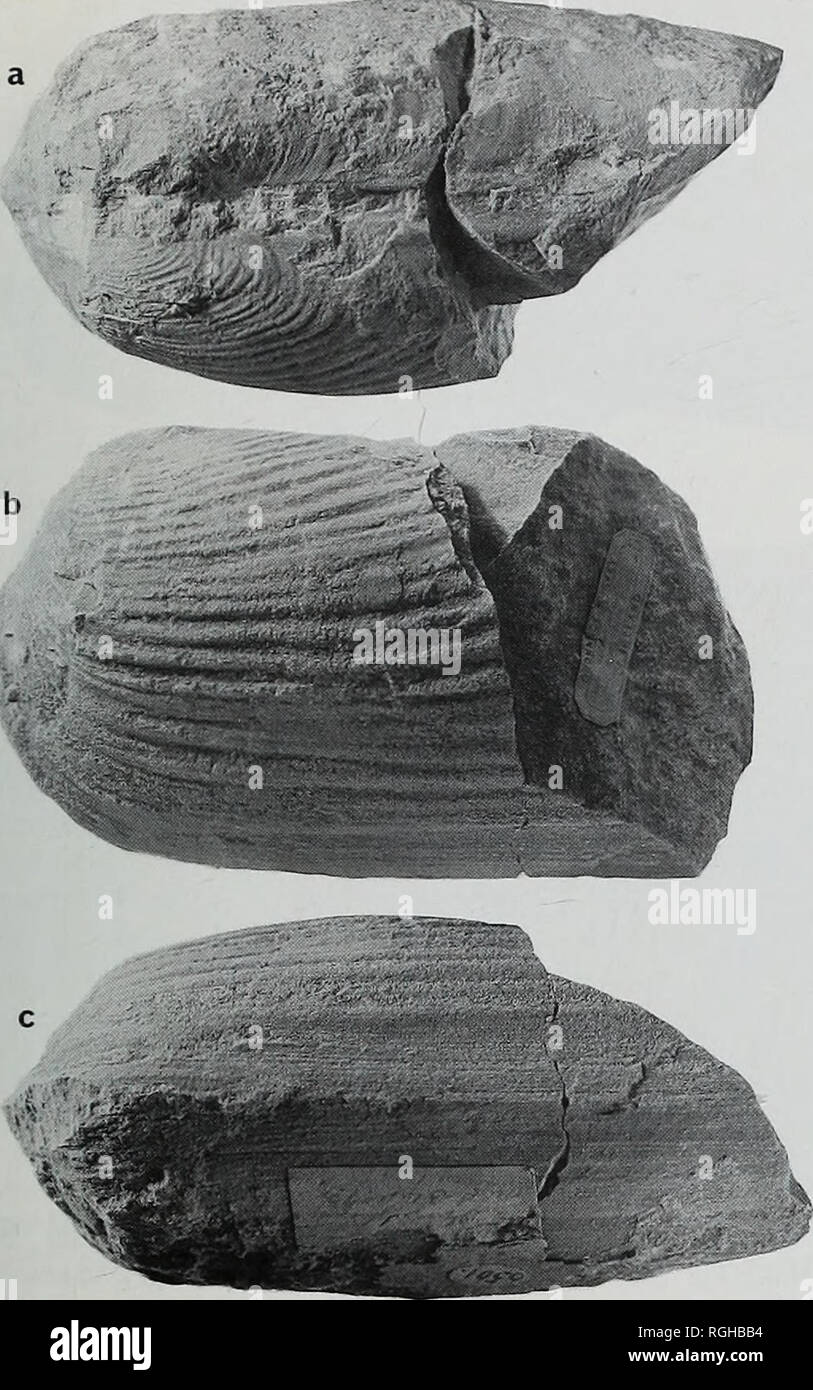 . Bulletin of the British Museum (Natural History), Geology. PALAEOZOIC ANOMALODESMATA. Fig. 28 Praeundulomya maxima (Portlock). Lower Carboniferous, Visean, Donaghenry, Co. Tyrone, Ireland; BGS 6561, holotype; Fig. 28a, top view; Fig. 28b, left valve; Fig. 28c, ventral view; all X0-88. Praeundulomya maxima (Portlock, 1843) Figs 28-29 1843 Sanguinolaria maxima Portlock: 434; pi. 36, figs la, lb. 1851a Sanguinolites clava M'Coy: 172. 1852 Allorisma terminalis Hall: 413; pi. 2, fig. 4a-b. 71859 Allorisma subcuneata Meek &amp; Hayden: 37; pi. 1, figs lOa-b. 1898 Allorisma subcuneata Meek &amp; Ha Stock Photo